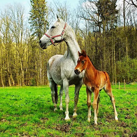 Zamecky Dvur Cernousy V Poli